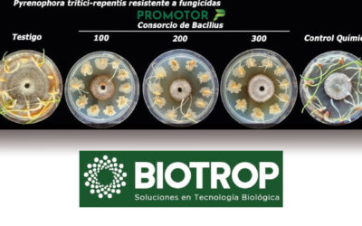 Un tratamiento de semillas biológico para ser un “promotor” del crecimiento en el trigo