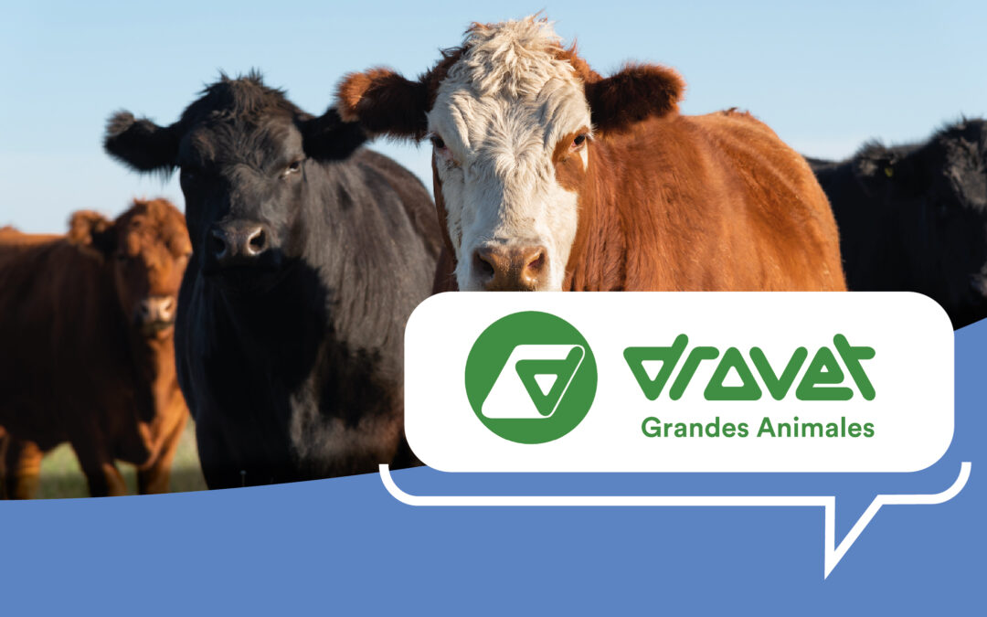 Sarna bovina, una enfermedad que arrastra pérdidas productivas, pero tiene solución.