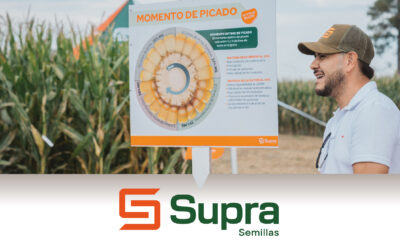 Los híbridos para silo Supra Semillas portan un “triple impacto”