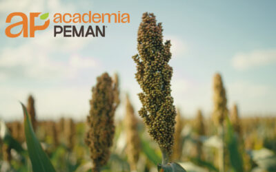 Academia Pemán Profundiza en la Eficiencia y Rentabilidad del Silaje para la Producción Ganadera