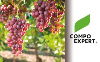 Compo Expert revoluciona los cultivos intensivos con biotecnología y nutrición de precisión