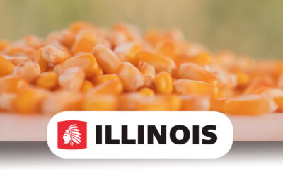 En tardía, la plasticidad genética ajusta los rindes de maíz