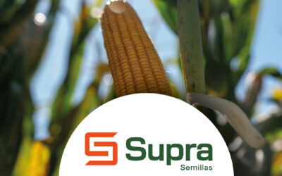 La decisión estratégica de llevar el “Tardío al frente”