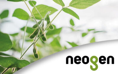 Soja de segunda: claves de manejo, densidad y genética para potenciar el rinde tras el trigo