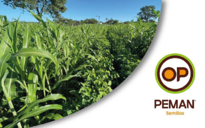 La leguminosa que transforma la nutrición ganadera del centro y norte argentino