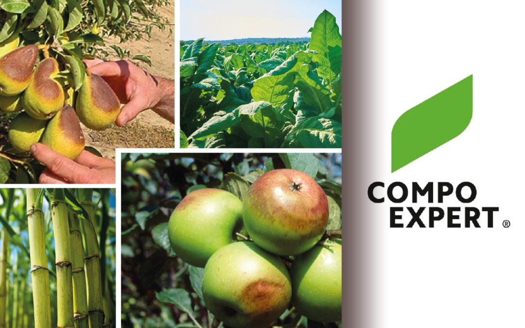 Los bioestimulantes de Compo Expert disminuyen las pérdidas por el estrés