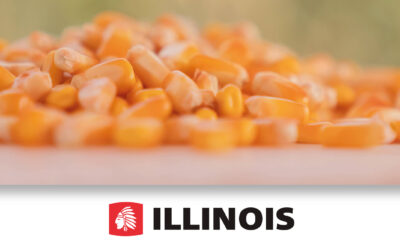 Innovación maicera en Expoagro para  llevar los rendimientos al máximo nivel