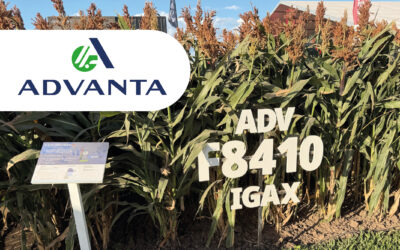 Descubren cómo evitar pérdidas millonarias en sorgo por el brotado previo a la cosecha