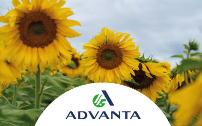 PURO GIRASOL 2026: el crecimiento del cultivo impulsa una nueva edición del congreso que busca marcar agenda