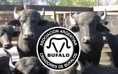 Expo Búfalos 2026: Corrientes reafirmó su liderazgo bubalino