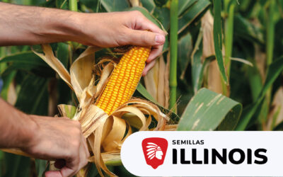Semillas ILLINOIS siembra resultados  en “Maizar 2026”