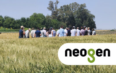 Genética de vanguardia en el epicentro del cultivo de trigo en Mar del Plata