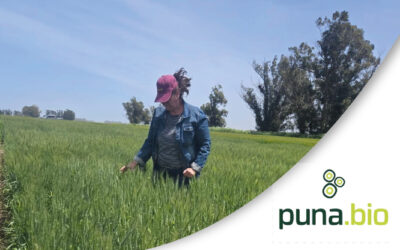 Puna Bio presenta Tayrix en A Todo Trigo: una nueva especie de Trichoderma con mayor control en más de 15 fitopatógenos