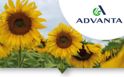 Puro Girasol llega a Uruguay de la mano de ADVANTA y Agrofuturo