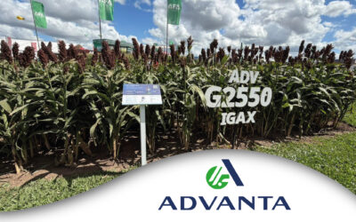 Sorgo: la alternativa estratégica para aprovechar el potencial de esta campaña