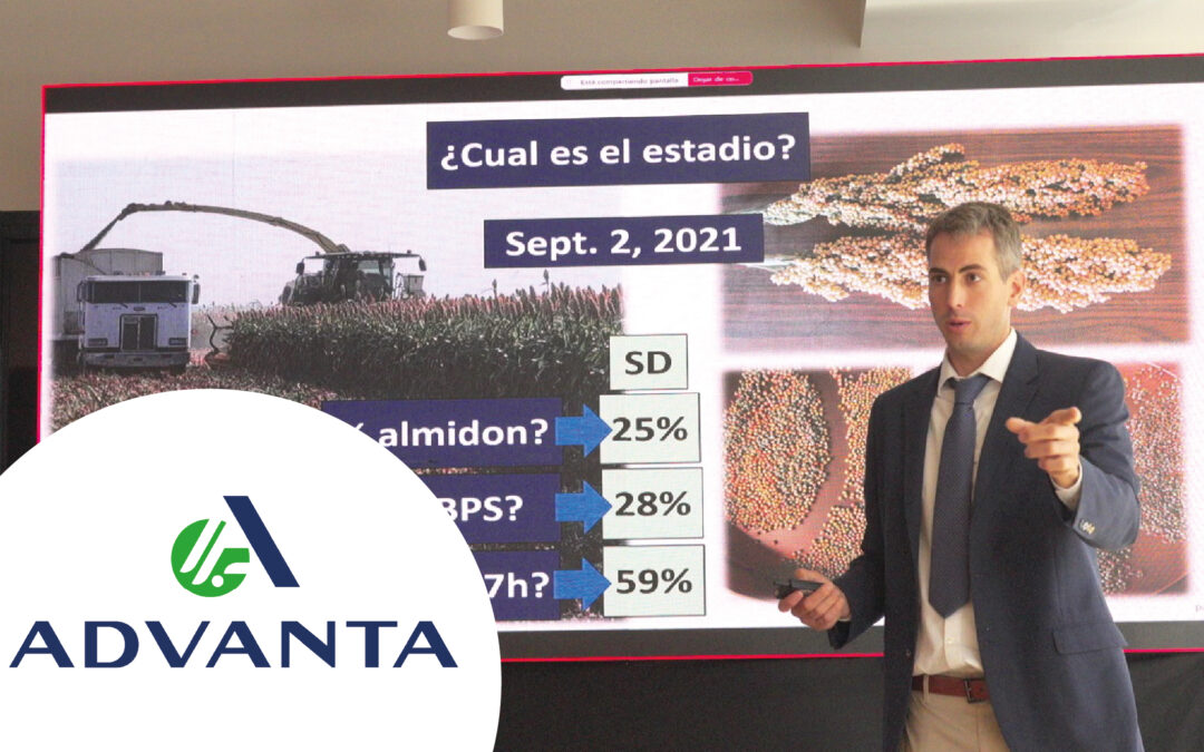 LA REVOLUCIÓN DEL SORGO: LA TECNOLOGÍA DE ÚLTIMA GENERACIÓN QUE POTENCIA SU CALIDAD NUTRICIONAL