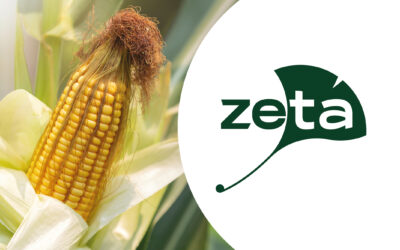 Con una fuerte apuesta genética, Zeta Semillas acelera su ingreso al mercado argentino de maíz