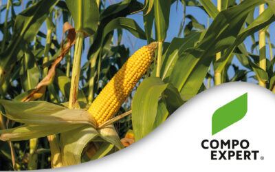 COMPO EXPERT anticipa nuevas soluciones para una nutrición más eficiente del maíz