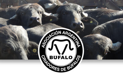 La Asociación Argentina de Criadores de Búfalos impulsó la ganadería en la Expo Rural de Formosa 2026